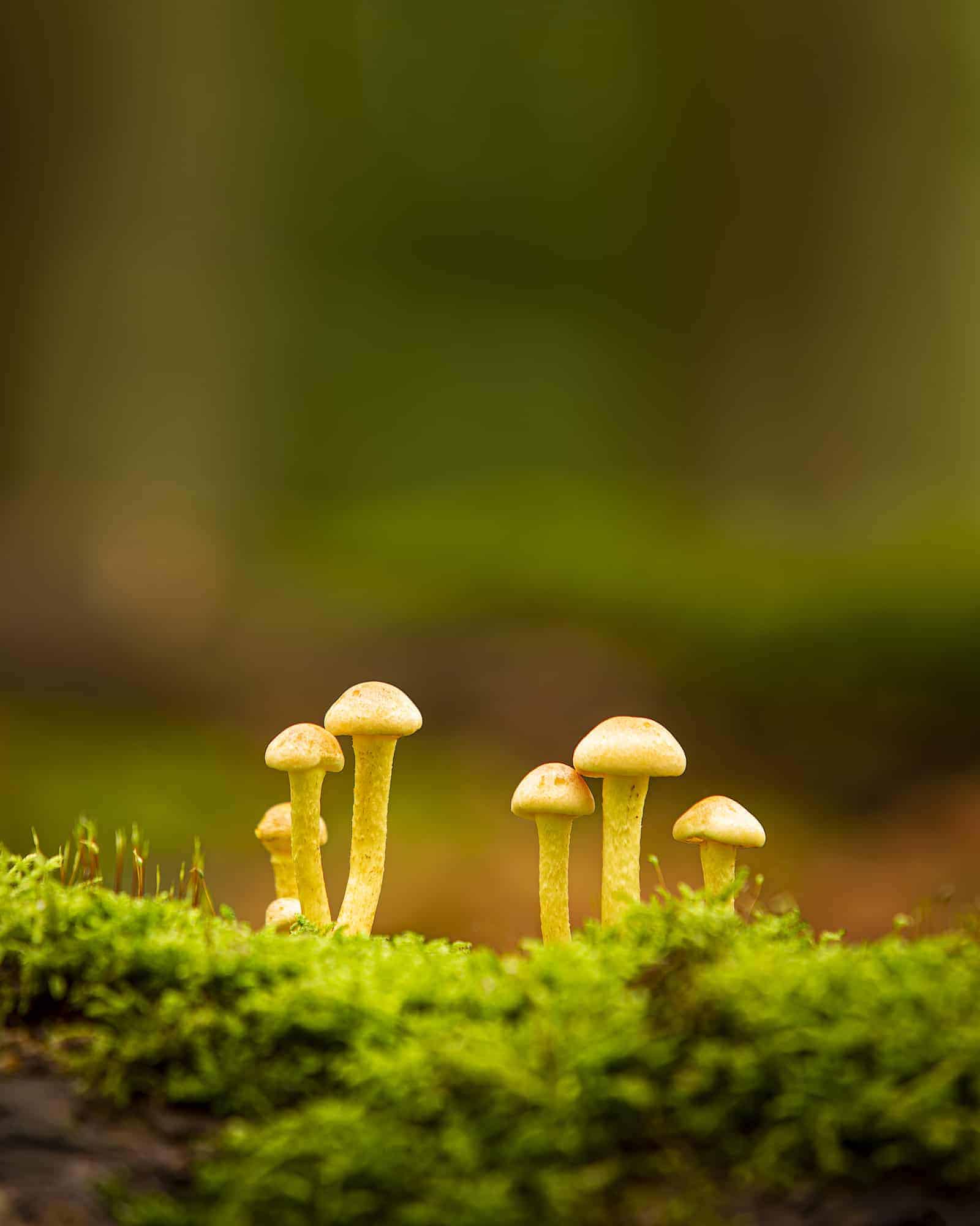 Paddenstoelen in het mos Paddenstoelen in het mos