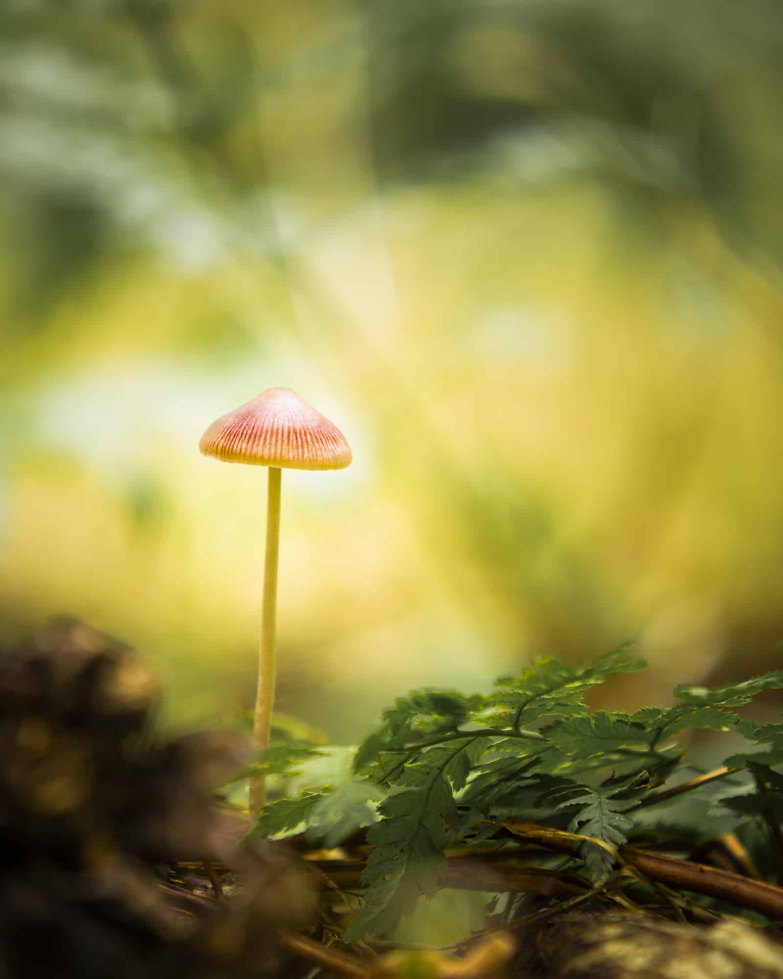 Hoe fotografeer je een paddenstoel Hoe fotografeer je een paddenstoel