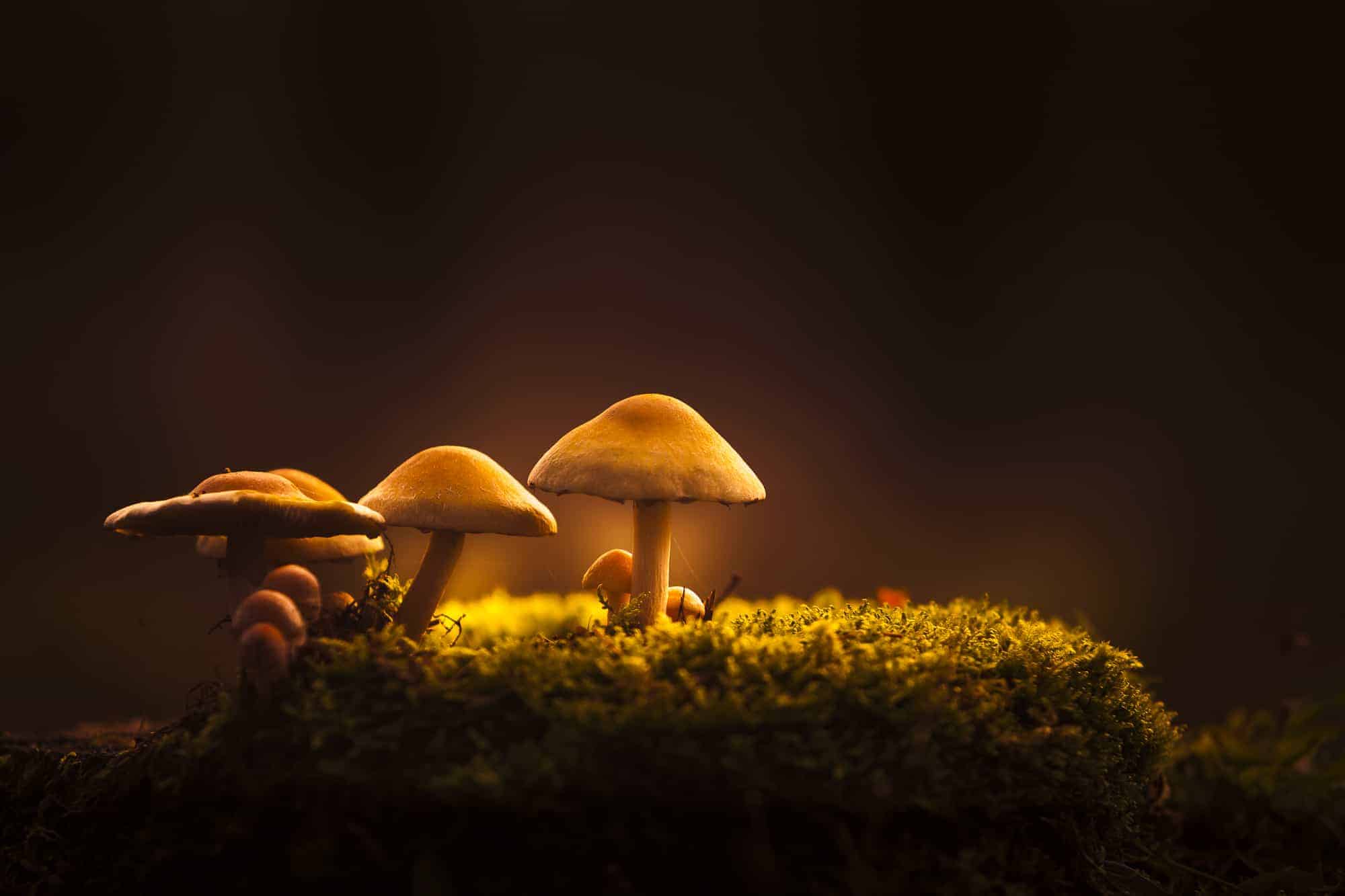 Hoe fotografeer je paddenstoelen?