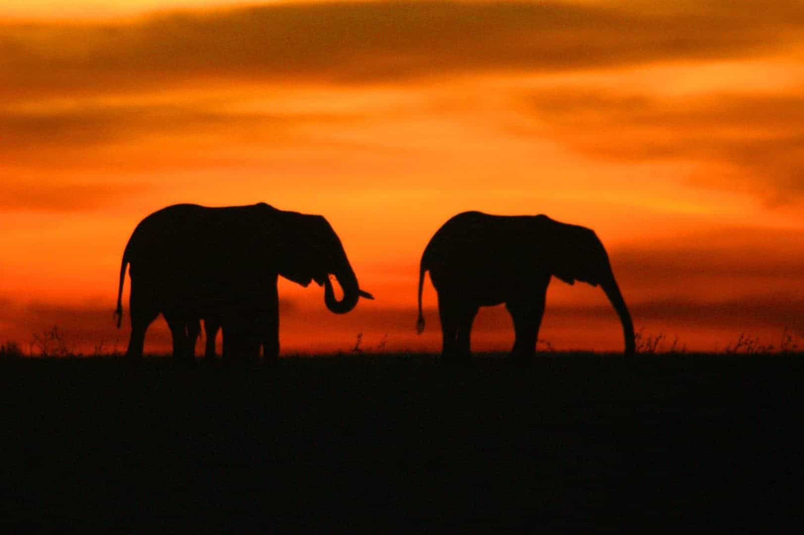 silhouetten van olifanten tijdens zonsondergang in Kenia silhouetten van olifanten tijdens zonsondergang in Kenia